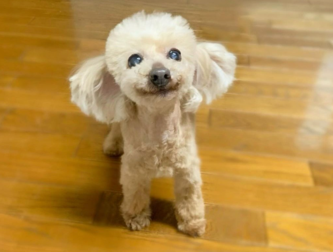 「雲のカタチが。。。」 「エアロちゃんにしか見えません」浅田真央、天国の愛犬エアロ回想し反響