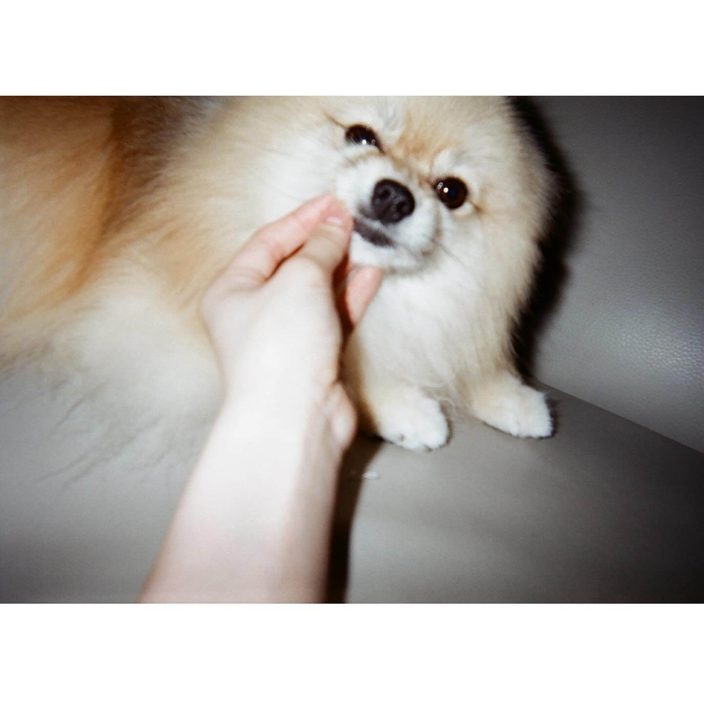 浜辺美波、写ルンですでの振り袖ショットが美しすぎると話題に！