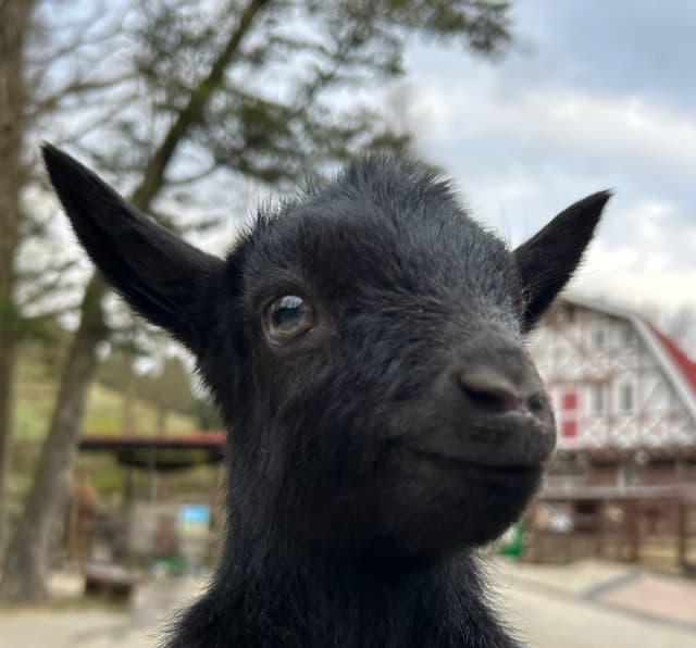 六甲山牧場で春のベビーラッシュ！黒毛の子ヤギ誕生にSNSも歓喜