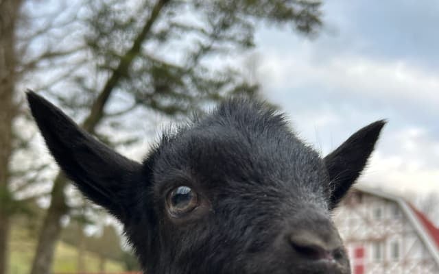 六甲山牧場で春のベビーラッシュ！黒毛の子ヤギ誕生にSNSも歓喜