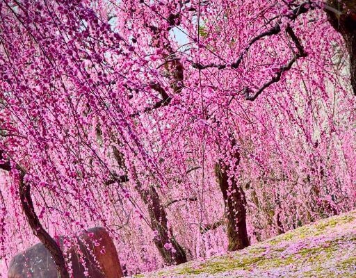 蜷川実花が魅せる、圧倒的な春の魔法！京都・城南宮で広がるピンクの世界が美しすぎる…