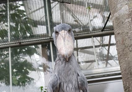 「まるで剣豪のような凄み」刀を差しているようなハシビロコウの姿がカッコ良すぎると反響