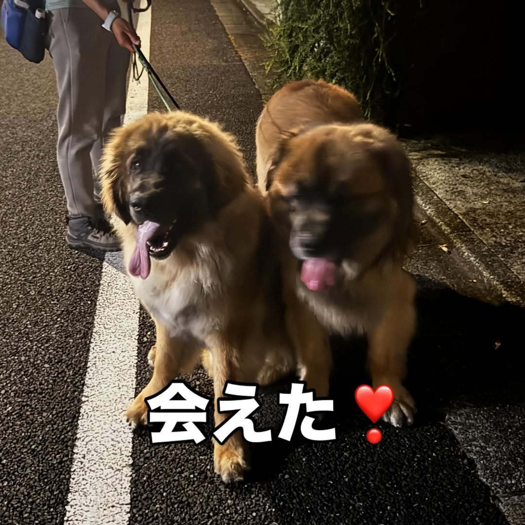 「この日の遭遇は嬉しかったなー」タレント兼フリーアナウンサー・橋本志穂、東京から帰ってご近所のワンコたちに会えて歓喜