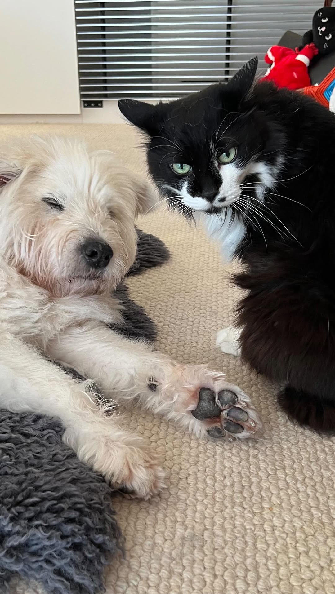 「御三方の仲良し姿に癒される」黒田知永子、ペット3匹の仲良しムービーを公開