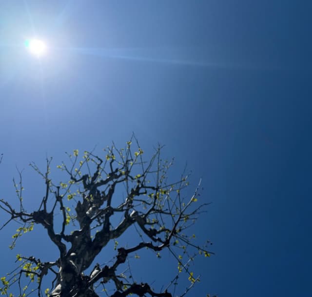 「今日もいい天気だ (^^)」SnowMan・佐久間大介が春らしい青空の写真をシェア