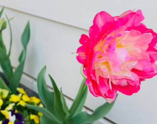 「癒しの八重チューリップ」尾木ママ、事務所に咲いた春の便りにファンほっこり