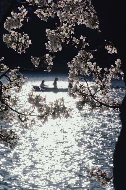 「神様が丁寧に創り上げた世界みたい」かが屋・加賀が撮った桜の風景が素敵すぎると話題に