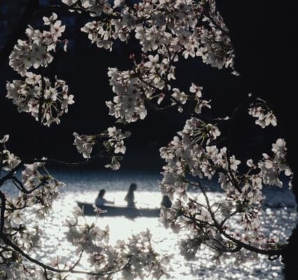 「神様が丁寧に創り上げた世界みたい」かが屋・加賀が撮った桜の風景が素敵すぎると話題に