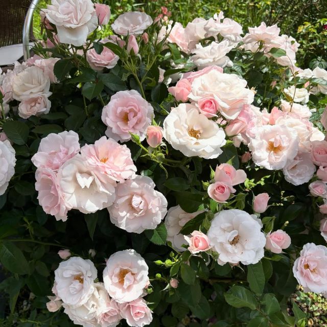 工藤美桜の癒し時間。柔らかな光に咲く花たちが届ける穏やかな日