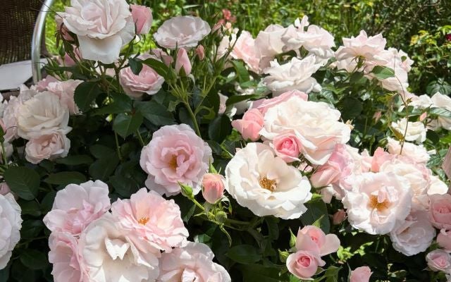 工藤美桜の癒し時間。柔らかな光に咲く花たちが届ける穏やかな日