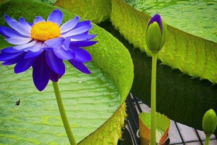 自然が織りなす美。たくさん睡蓮が一同に…蜷川実花感動