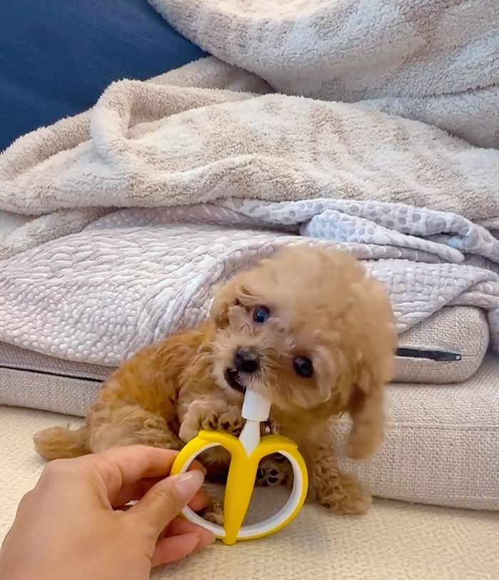 手のひらサイズの衝撃…前田健太が新たに迎えた家族が話題に