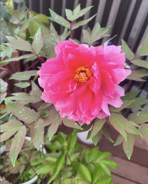 市川海老蔵が朝露の牡丹のショットを投稿！