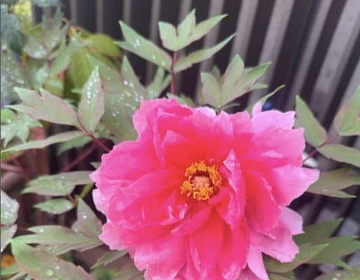 市川海老蔵が朝露の牡丹のショットを投稿！