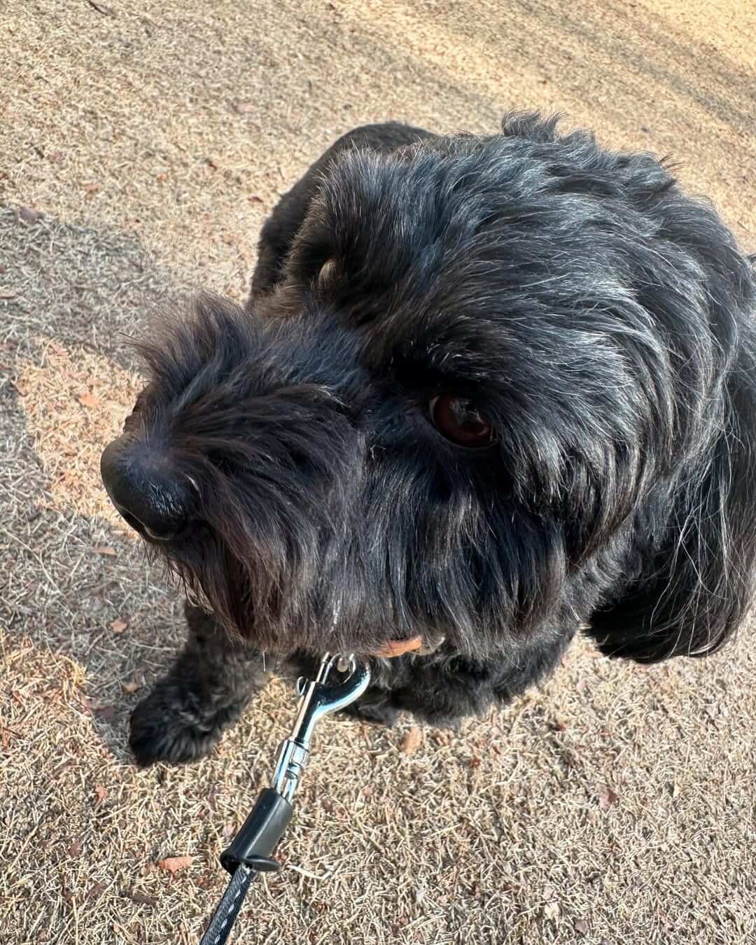 俳優・染谷俊之、愛犬おこげが誕生日を迎えたことを報告！