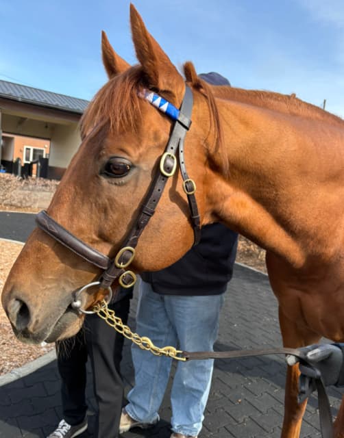 JRA騎手の坂井瑠星、昨年引退した愛馬に「良いお父さんになれますように」と北海道まで足を運ぶ