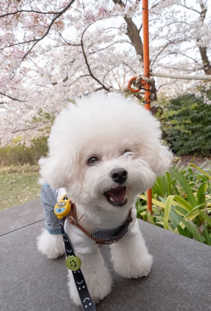 「おやすみなさい」LiSAが愛犬と共に花見を楽しむ