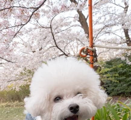 「おやすみなさい」LiSAが愛犬と共に花見を楽しむ