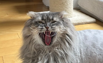 「守ってる感がたまらん！」中川家・剛の愛猫ショットに癒される人続出！