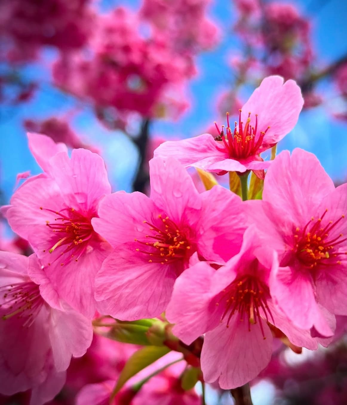「癒されます」蜷川実花、東京での桜ショットにファン反響！