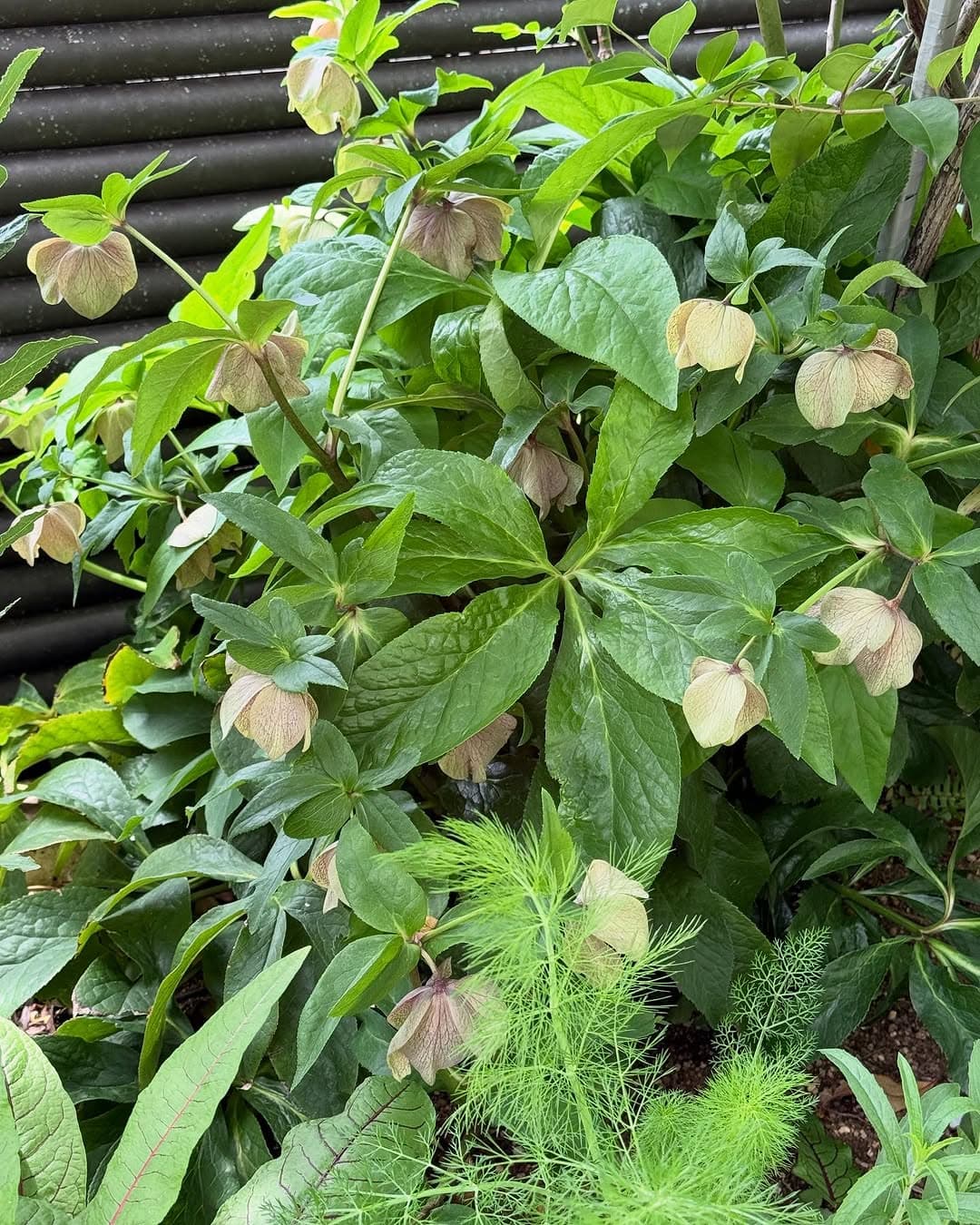 栗原はるみ、素敵な夫婦愛を感じされる出来事を報告「朝からホッコリする気持ちになりました」