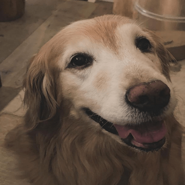 石田ゆり子が8月の末に10歳になる「雪」に想いを馳せる