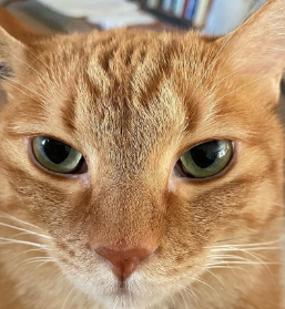 石田ゆり子、愛猫ハニオの「出動待機」報告にファンほっこり！