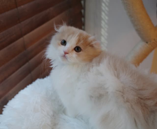 斎藤恭代がキュートな新しい家族のお迎えを報告！