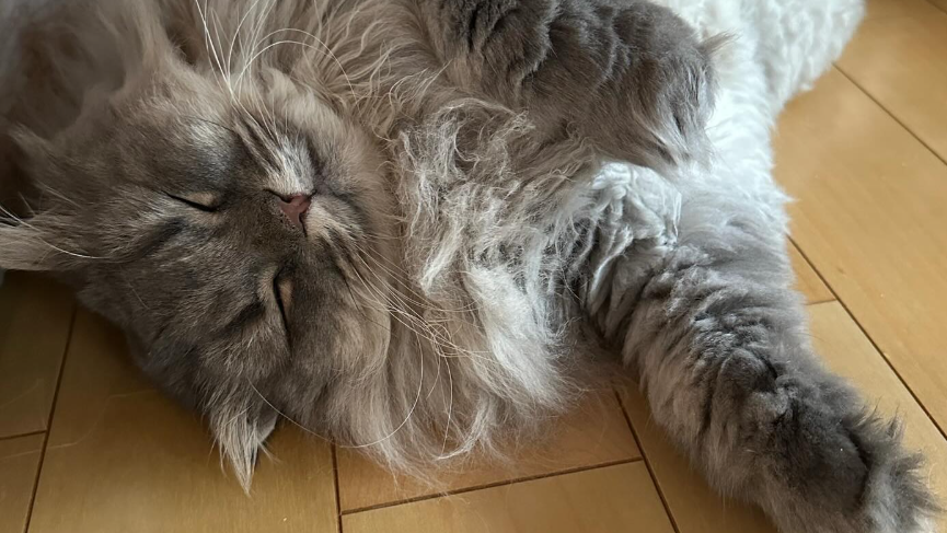 「無防備すぎて癒される！」中川家・剛が“へそ天ぽてちゃん”を投稿、暑さにバテ気味の姿が話題に！