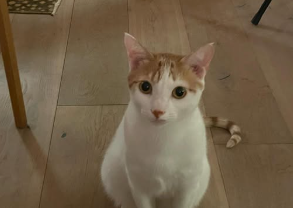 石田ゆり子が語る“じっと見つめてくる白光りの存在”とは？溢れる愛情にファン共感