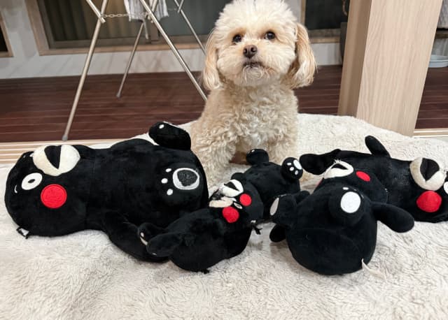 ノンスタイル井上、愛犬の周りにくまモンだらけの「愛くるしい写真」を公開！