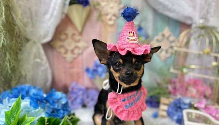 1歳おめでとう!!古賀紗理那が愛犬【チャーリーくん】の誕生日をお祝い。