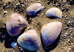 京本大我が捉えた“ミステリーシェル”が話題に！「まるで自然が作ったアート作品」とファン感嘆！