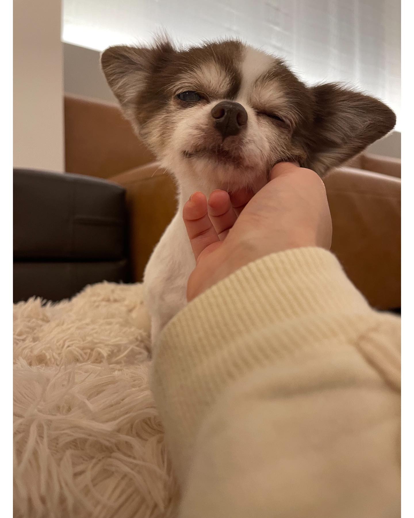 佐々木希の愛犬のウィンクにファンも癒される😍