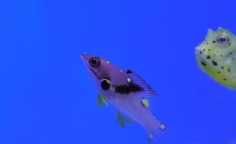 幼魚水族館の“ケサガケベラ”が急成長中！？幼魚から成魚への変化にスタッフも驚き！