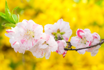 「花桃×鶯×カエルの癒しトリオ」尾形杏奈、福島の自然に包まれた“心洗われる一枚”