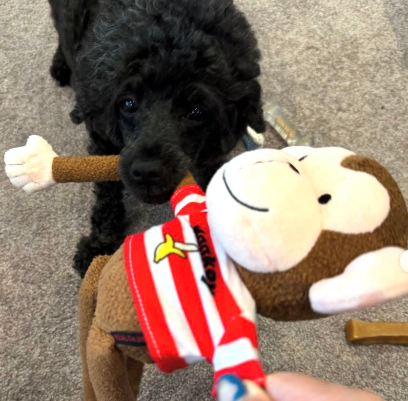 浜田雅功の妻・小川菜摘 愛犬の”ニューヘア”が夫から大不評なことを明かす