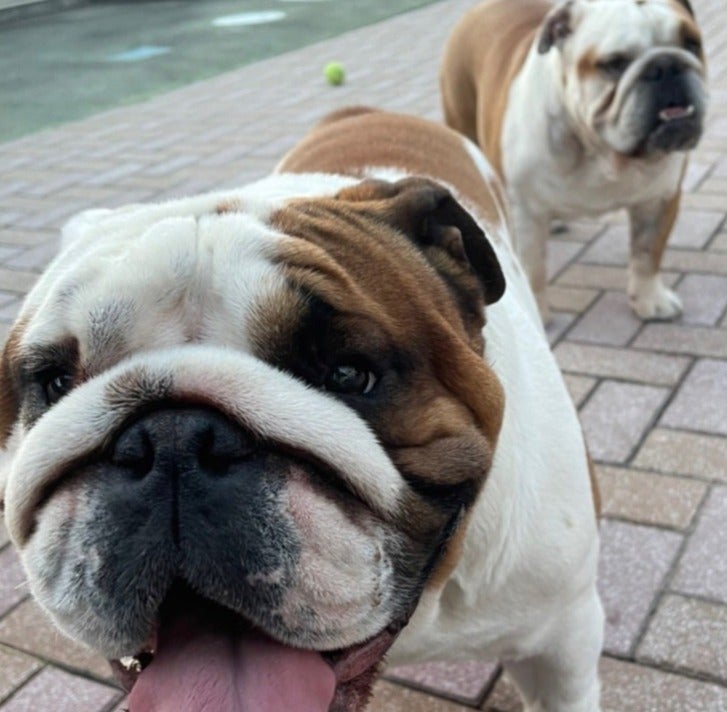 北斗晶 止まらない症状を報告「年をとって鼻の粘膜が弱くなったのか⁉️」