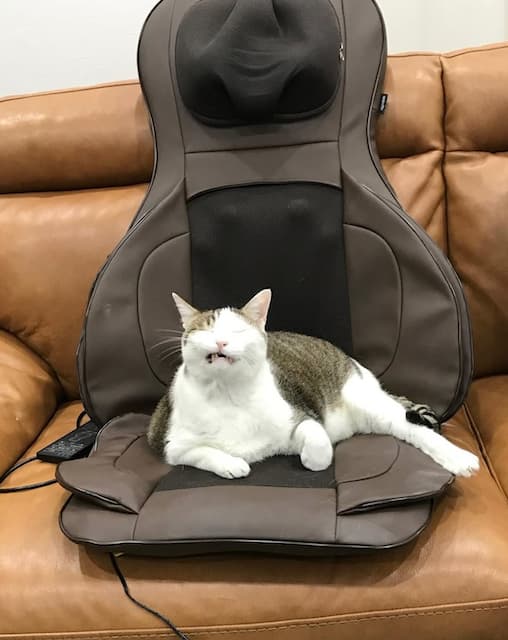 「猫様の癒しありがとうございます」桜井日奈子の“猫の日”オフショットにいいね殺到！