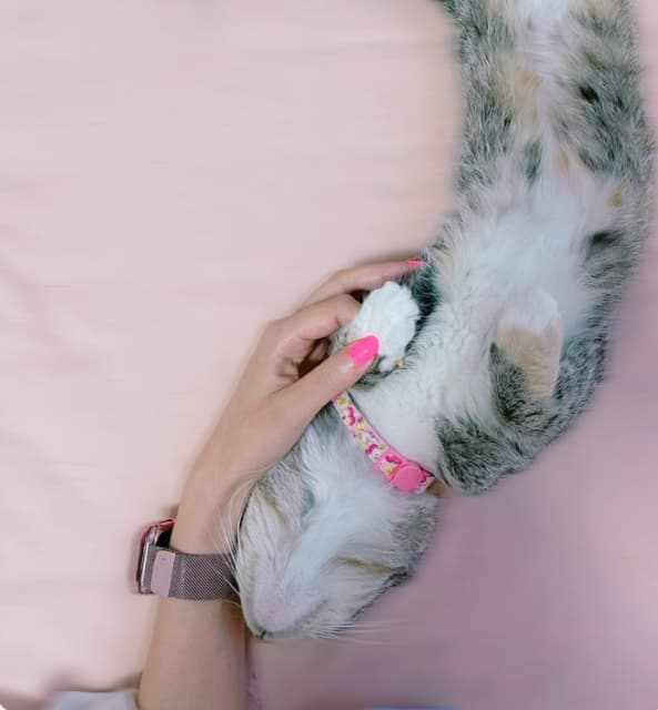 元でんぱ組.inc・えいたそ『おはえいそー！！』でパワー注入！月曜憂鬱を吹き飛ばす可愛すぎる愛猫写真も