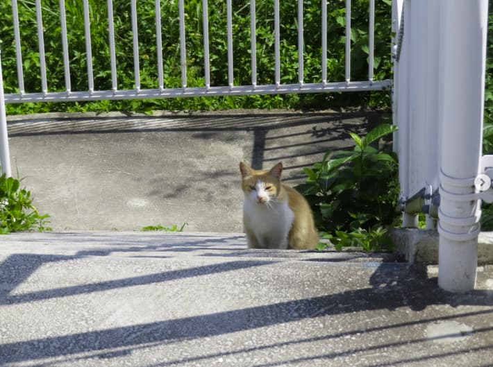 沖縄にいる鈴木曉が、可愛い猫や沖縄ソバなどを投稿し満喫中！