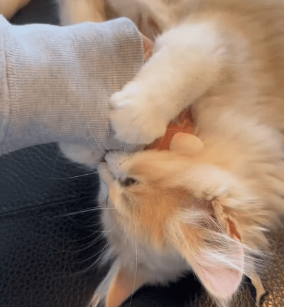 「噛んで噛んで噛まれまくる美女」あの有名三姉妹のモデル、愛猫”モッツァレア”からの寵愛を受けファン驚愕！