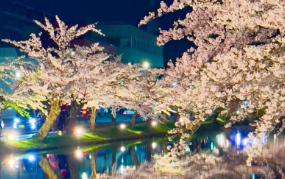 「この世じゃない美しさ」蜷川実花が切り取った“弘前の夜桜”に感嘆の声続出！