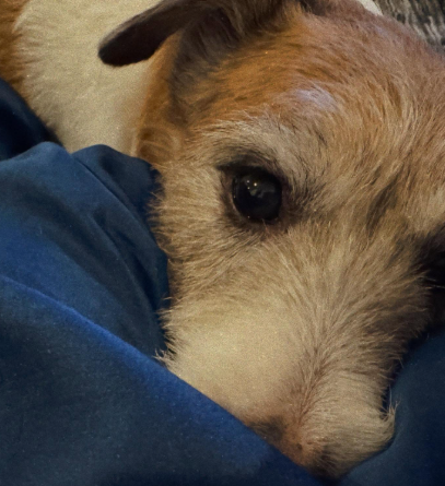 「冬の頑張り方が違う？」真木よう子、愛犬ショットに癒されるファン続出