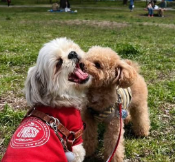 堀江聖夏が愛犬と“チュ〜？”な瞬間を公開！桜満開の中で見せた優しい表情にほっこり！