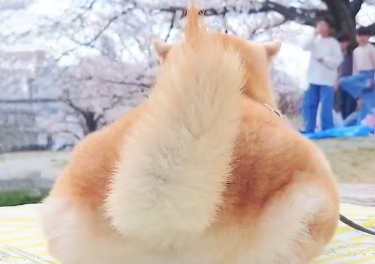 柴犬チャーミー、韓国の“どんちゃん”と2年ぶりの再会に大喜び！満開手前の桜ショットも話題！