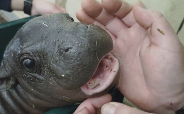 小さな歯もちらり！上野動物園のコビトカバ赤ちゃん、公開準備が進行中