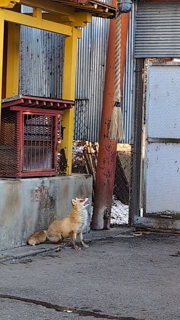 「牧場に来れない皆様に代わり…」きつねがお参り!?しっかり鈴を鳴らす姿が可愛いと話題に