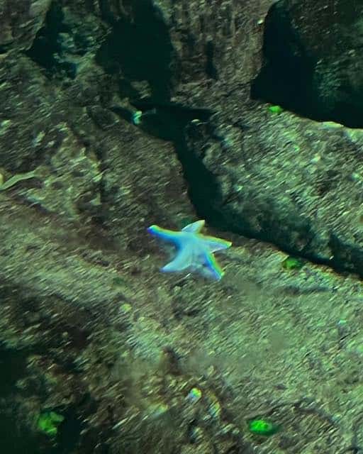 LE SSERAFIM・ウンチェがメンバーと水族館へ🐠✨