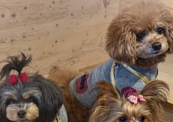 WEST.・中間淳太 愛犬の写真を披露！「可愛すぎる」「毛並みが綺麗」と話題に！